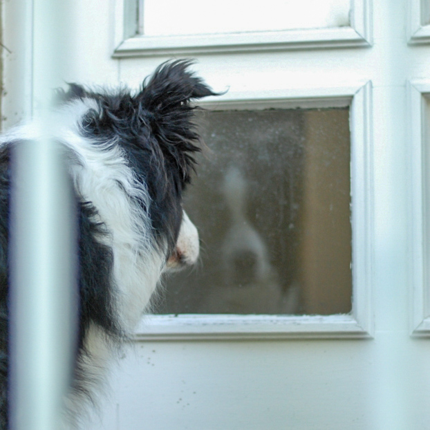 Ein Hund steht vor einer Glastür und schaut in sein Speigelbild.