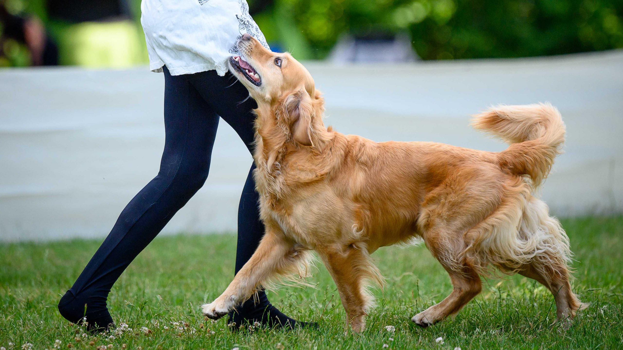 Ein Hund (Golden Retriever) läuft in einer umgekehrten Fußposition bei Fuß.